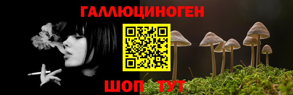 как найти   Псилоцибиновые грибы Psilocybine cubensis  Вход с VPN  Балашов 